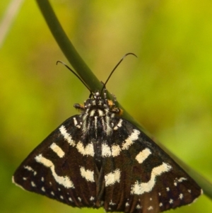 Phalaenoides tristifica at Tennent, ACT - 30 Dec 2017