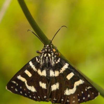 Phalaenoides tristifica (Willow-herb Day-moth) at Tennent, ACT - 29 Dec 2017 by Ilenticularis