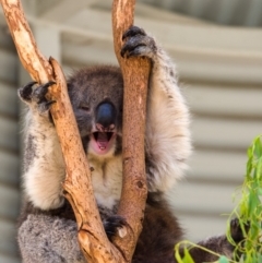 Phascolarctos cinereus (Koala) at Paddys River, ACT - 12 Feb 2018 by Ilenticularis