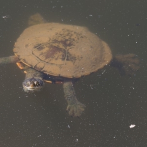 Chelodina longicollis at Paddys River, ACT - 13 Feb 2018 11:10 AM