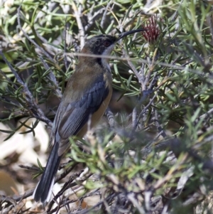 Acanthorhynchus tenuirostris at Acton, ACT - 19 Mar 2018