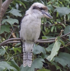 Dacelo novaeguineae (Laughing Kookaburra) at Ainslie, ACT - 17 Mar 2018 by jbromilow50