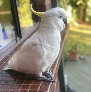 Cacatua galerita at Kambah, ACT - 16 Jan 2018