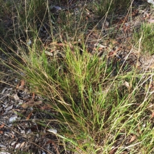 Microlaena stipoides at Garran, ACT - 20 Mar 2018