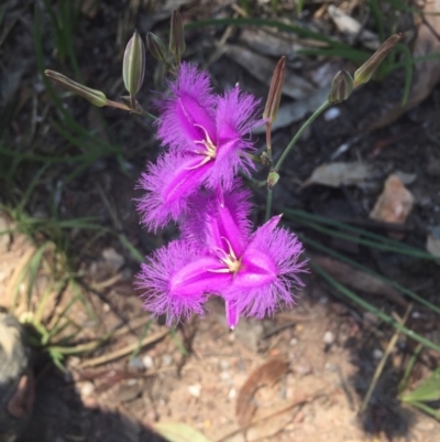 Thysanotus tuberosus subsp. tuberosus (Common Fringe-lily) at Aranda, ACT - 24 Nov 2017 by jaf