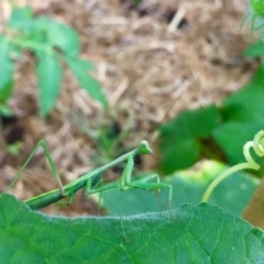 Mantodea (order) (Unidentified praying mantis) at Aranda, ACT - 5 Jan 2018 by jaf