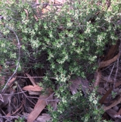 Monotoca scoparia (Broom Heath) at Yanununbeyan State Conservation Area - 12 Mar 2018 by alex_watt