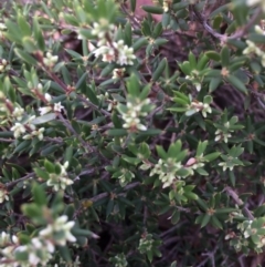 Monotoca scoparia at Captains Flat, NSW - 12 Mar 2018 11:31 AM