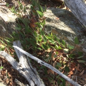 Hardenbergia violacea at Captains Flat, NSW - 12 Mar 2018