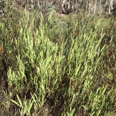 Daviesia mimosoides (Bitter Pea) at Captains Flat, NSW - 12 Mar 2018 by alex_watt