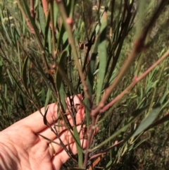 Daviesia mimosoides at Captains Flat, NSW - 12 Mar 2018