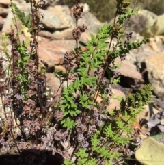 Cheilanthes sieberi (Rock Fern) at Captains Flat, NSW - 12 Mar 2018 by alexwatt