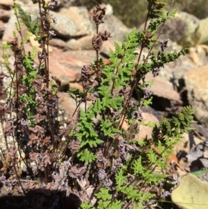 Cheilanthes sieberi at Captains Flat, NSW - 12 Mar 2018