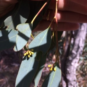 Eucalyptus rossii at Captains Flat, NSW - 12 Mar 2018