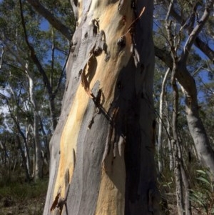 Eucalyptus rossii at Captains Flat, NSW - 12 Mar 2018