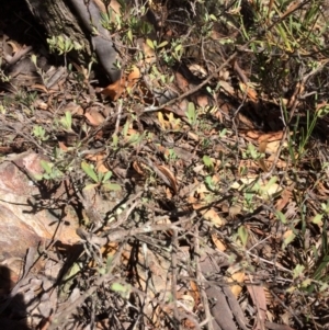 Hibbertia obtusifolia at Captains Flat, NSW - 12 Mar 2018 11:33 AM