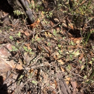 Hibbertia obtusifolia at Captains Flat, NSW - 12 Mar 2018