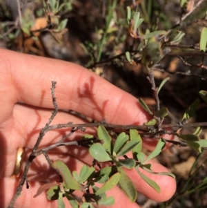 Hibbertia obtusifolia at Captains Flat, NSW - 12 Mar 2018 11:33 AM