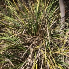 Lomandra longifolia (Spiny-headed Mat-rush, Honey Reed) at Yanununbeyan State Conservation Area - 12 Mar 2018 by alex_watt