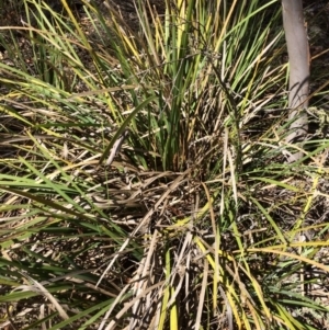 Lomandra longifolia at Captains Flat, NSW - 12 Mar 2018 11:34 AM