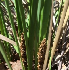 Lomandra longifolia at Captains Flat, NSW - 12 Mar 2018 11:34 AM