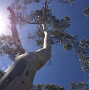 Eucalyptus mannifera subsp. mannifera at Yanununbeyan State Conservation Area - 12 Mar 2018