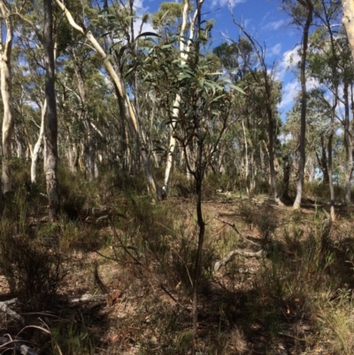 Acacia rubida (Red-stemmed Wattle, Red-leaved Wattle) at Yanununbeyan State Conservation Area - 12 Mar 2018 by alex_watt