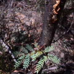 Acacia rubida at Captains Flat, NSW - 12 Mar 2018