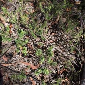 Melichrus urceolatus at Captains Flat, NSW - 12 Mar 2018 11:37 AM