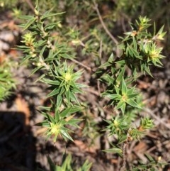 Melichrus urceolatus at Captains Flat, NSW - 12 Mar 2018 11:37 AM