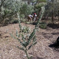 Acacia cultriformis at Majura, ACT - 20 Mar 2018 11:43 AM