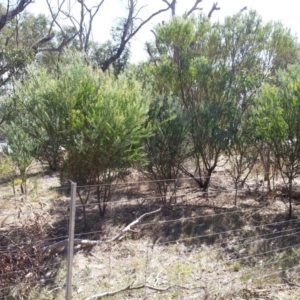 Acacia cultriformis at Majura, ACT - 20 Mar 2018 11:43 AM