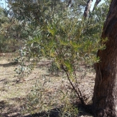 Acacia rubida (Red-stemmed Wattle, Red-leaved Wattle) at Majura, ACT - 20 Mar 2018 by waltraud