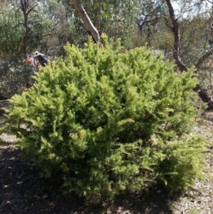 Grevillea sp. at Majura, ACT - 20 Mar 2018 11:44 AM