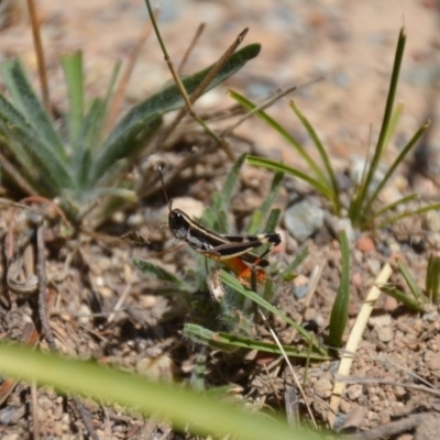 Macrotona australis (Common Macrotona Grasshopper) at Wamboin, NSW - 9 Feb 2018 by natureguy