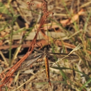 Ptilogyna sp. (genus) at Jerrabomberra, ACT - 20 Mar 2018 08:48 AM