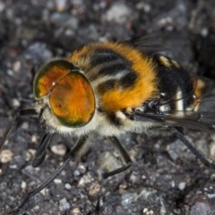 Scaptia sp. (genus) (March fly) at Acton, ACT - 24 Nov 2017 by DerekC