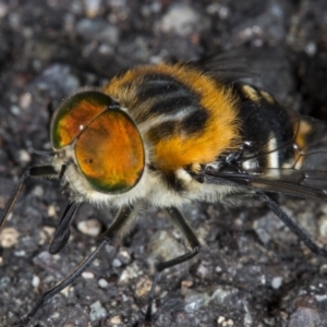 Scaptia sp. (genus) at Acton, ACT - 24 Nov 2017