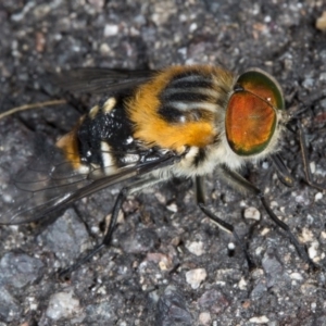 Scaptia sp. (genus) at Acton, ACT - 24 Nov 2017