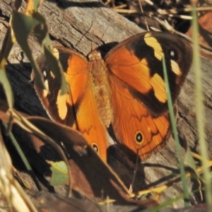 Heteronympha merope at Jerrabomberra, ACT - 20 Mar 2018