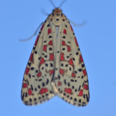 Utetheisa pulchelloides (Heliotrope Moth) at Wamboin, NSW - 18 Mar 2018 by natureguy