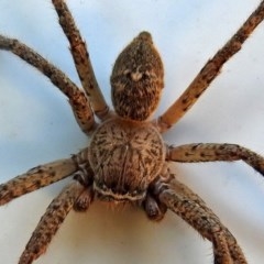 Neosparassus calligaster (Beautiful Badge Huntsman) at Molonglo Valley, ACT - 20 Mar 2018 by RodDeb