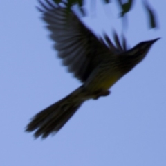 Anthochaera carunculata (Red Wattlebird) at Acton, ACT - 19 Mar 2018 by jb2602