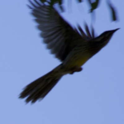 Anthochaera carunculata (Red Wattlebird) at Acton, ACT - 19 Mar 2018 by jbromilow50