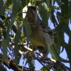 Anthochaera carunculata at Acton, ACT - 19 Mar 2018