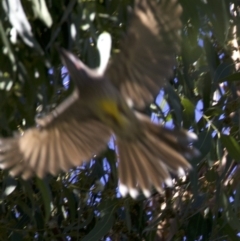 Anthochaera carunculata at Acton, ACT - 19 Mar 2018