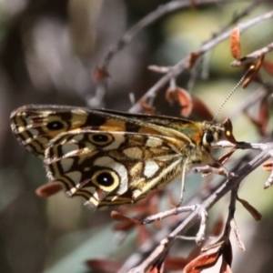 Oreixenica latialis at Cotter River, ACT - suppressed