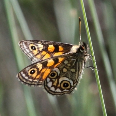 Oreixenica latialis (Small Alpine Xenica) at Cotter River, ACT - 17 Mar 2018 by HarveyPerkins