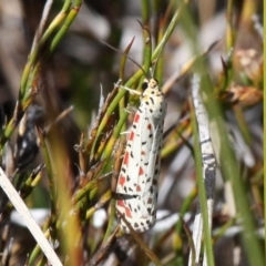 Utetheisa pulchelloides (Heliotrope Moth) at Cotter River, ACT - 17 Mar 2018 by HarveyPerkins