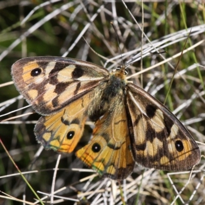 Heteronympha penelope (Shouldered Brown) at Cotter River, ACT - 17 Mar 2018 by HarveyPerkins